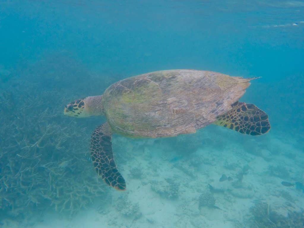 Direkt vor meiner Strandvilla in der Lagune ist mir beim Schnorcheln eine Schildkröte begegnet – wir sind etwa 30 Minuten zusammen geschwommen, bevor sie wieder verschwunden ist. Foto: Sascha Tegtmeyer Reisebericht Malediven Tipps