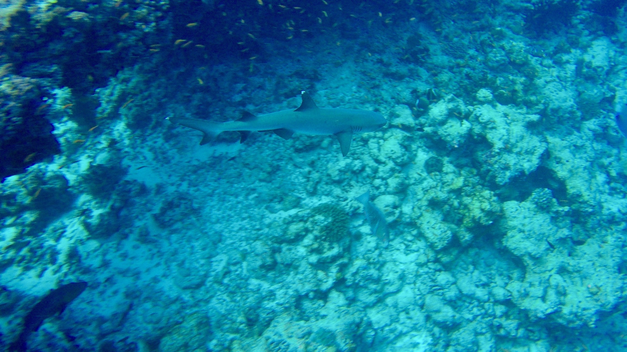 Beim Tauchen auf den Malediven kann man überall Haien begegnen. Foto: Sascha Tegtmeyer Reisebericht Malediven Tipps