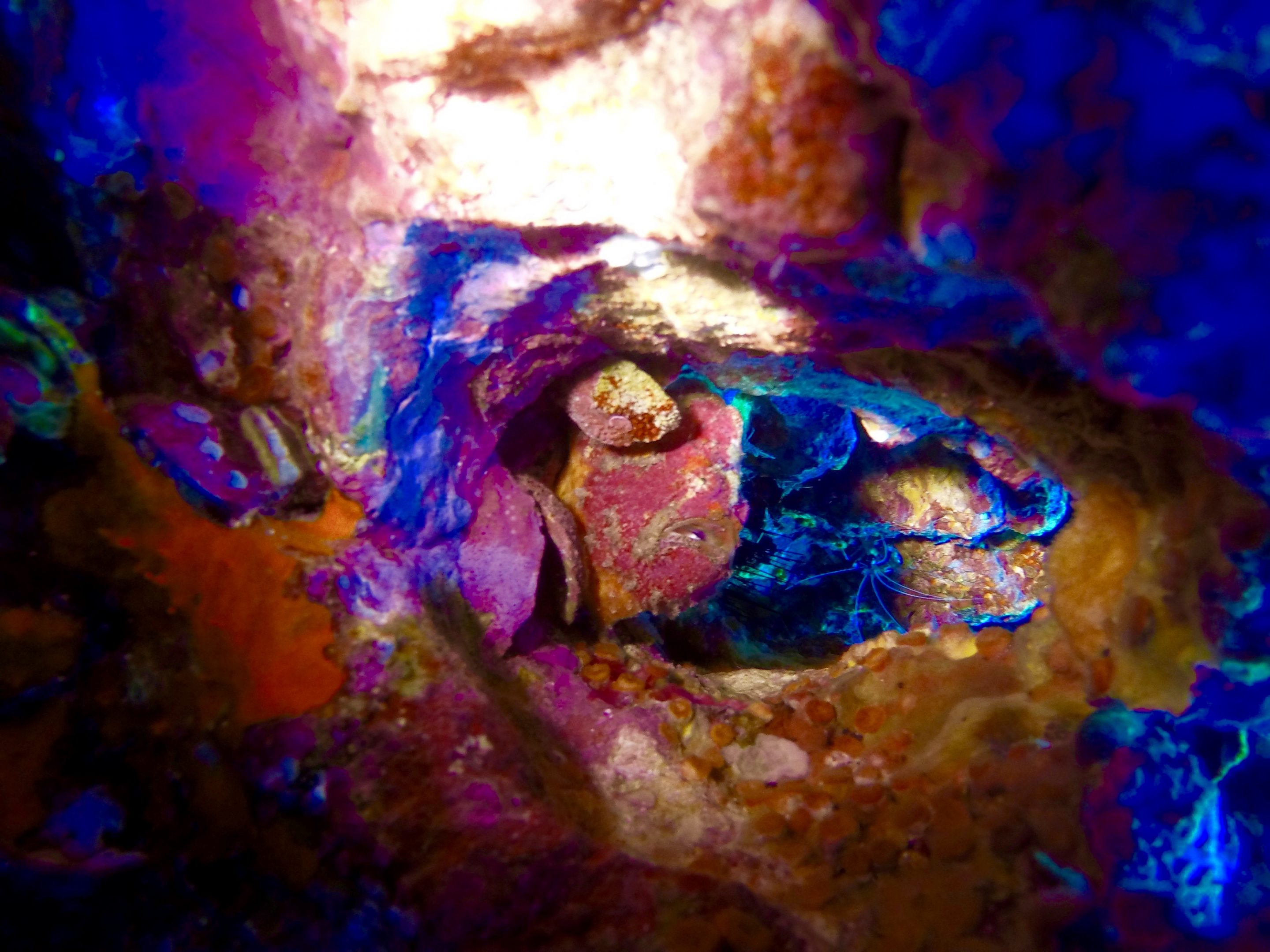 Richelieu Rock – Erkennst du den Frogfish auf dem Bild? Foto: Sascha Tegtmeyer