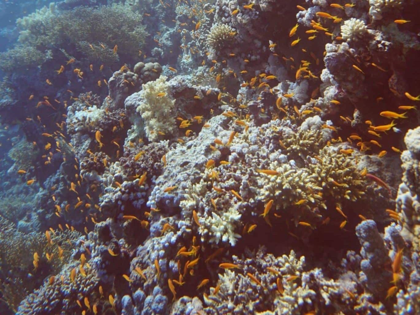 Tauchurlaub: Tipps für alle, die die schönste Zeit des Jahres mit bunten Korallen und atemberaubenden Meerestieren verbringen möchten. Foto: Sascha Tegtmeyer
