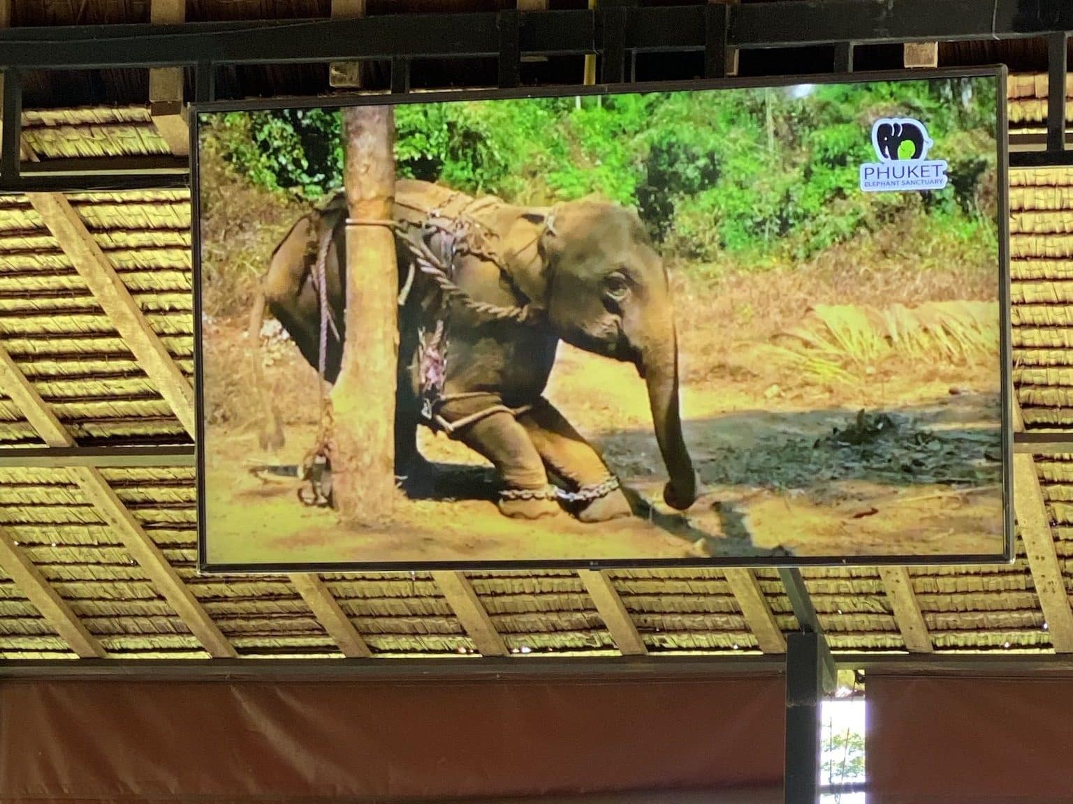 Vor dem Rundgang erfahren die Besucher erst einmal wichtige Fakten über Elefanten und über die katastrophalen Haltungsbedingungen in asiatischen Zoos, Safaris und Attraktionen. Foto: Sascha Tegtmeyer