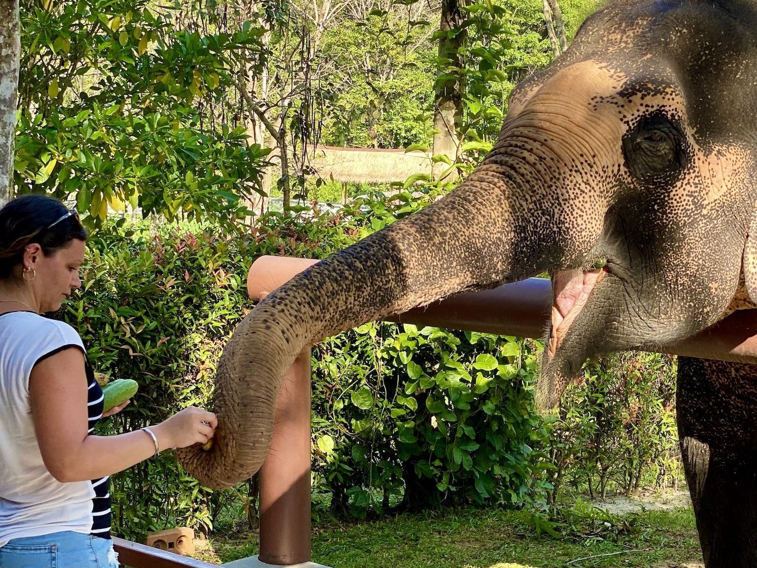 Am Ende der Führung dürfen die Besucher die Elefanten füttern. Foto: Sascha Tegtmeyer