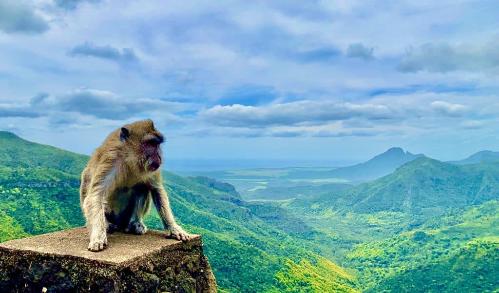 Ein Affe im Black River Gorges National Park: Der Naturpark gehört zu den mit Abstand wichtigsten Mauritius Sehenswürdigkeiten. Black River Gorges National Park Tipps Erfahrungen
