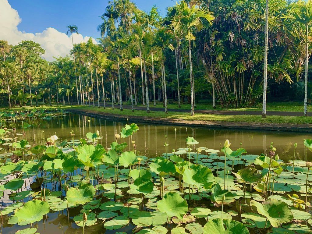 Botanischer Garten Mauritius Tipps Erfahrungen Pampelmousses Sir Seewoosagur Ramgoolam