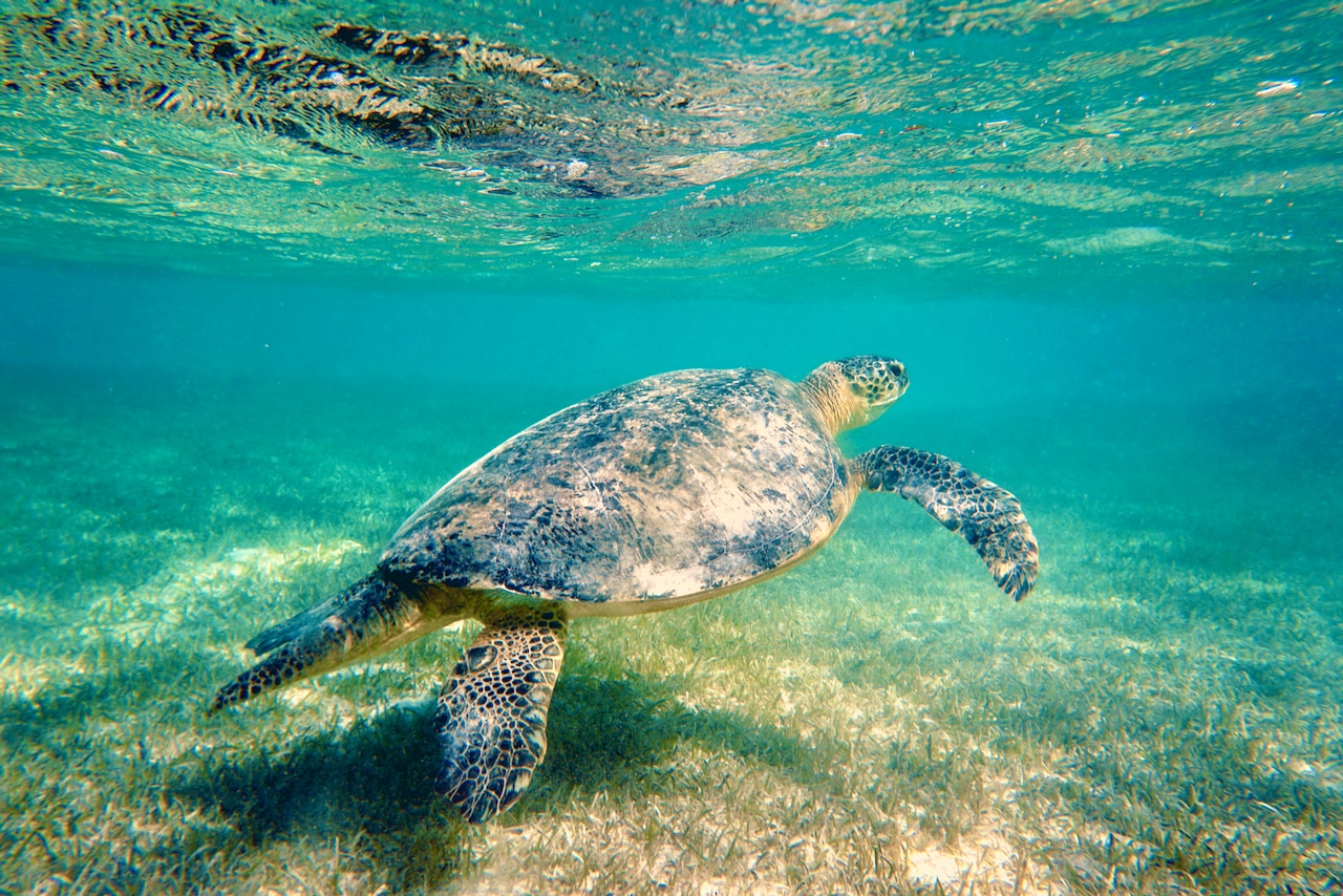 Ein schöner Nebeneffekt: Wo du Dugongs im Roten Meer findest, sind meistens auch ein paar Meeresschildkröten nicht weit. Foto: Sascha Tegtmeyer