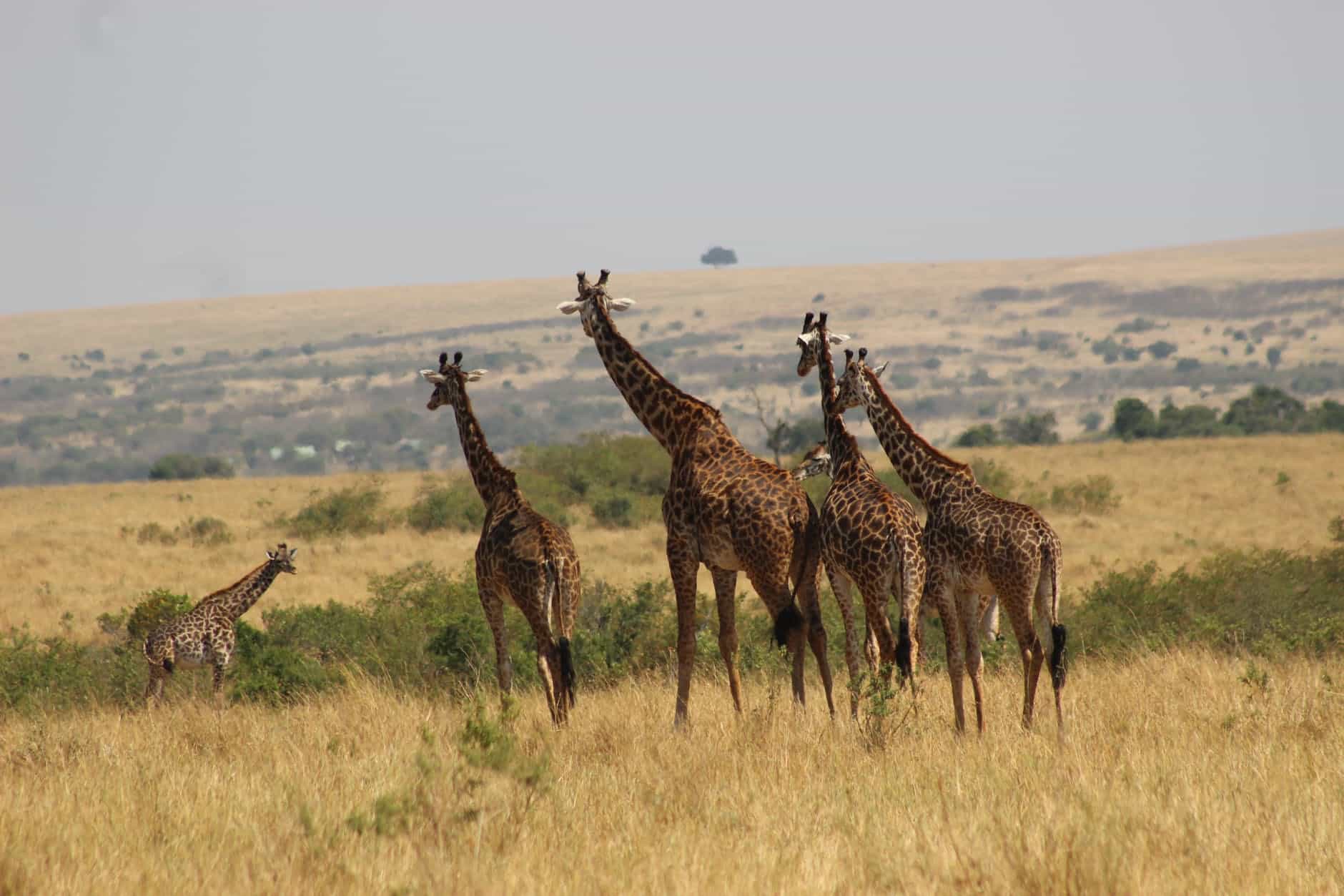 Kenia ist ein Land voller Abenteuer und wunderschöner Landschaften. Wenn du auf der Suche nach einem unvergesslichen Urlaubserlebnis bist, ist Kenia die perfekte Wahl für dich. Hier findest du wunderschöne Strände und eine einzigartige Tierwelt, die du auf einer spannenden Safari erleben kannst. Aber das ist noch nicht alles, was Kenia zu bieten hat. Kenia ist ein sehr erschwingliches Reiseziel, was es ideal für Reisende mit kleinem Budget macht. Die Lebenshaltungskosten sind dort vergleichsweise niedrig, so dass du deinen Urlaub ganz unbeschwert genießen kannst. Und es gibt viele verschiedene Möglichkeiten, die afrikanische Kultur zu entdecken und die atemberaubende Natur zu erleben. Gut und günstig Urlaub machen in Kenia.