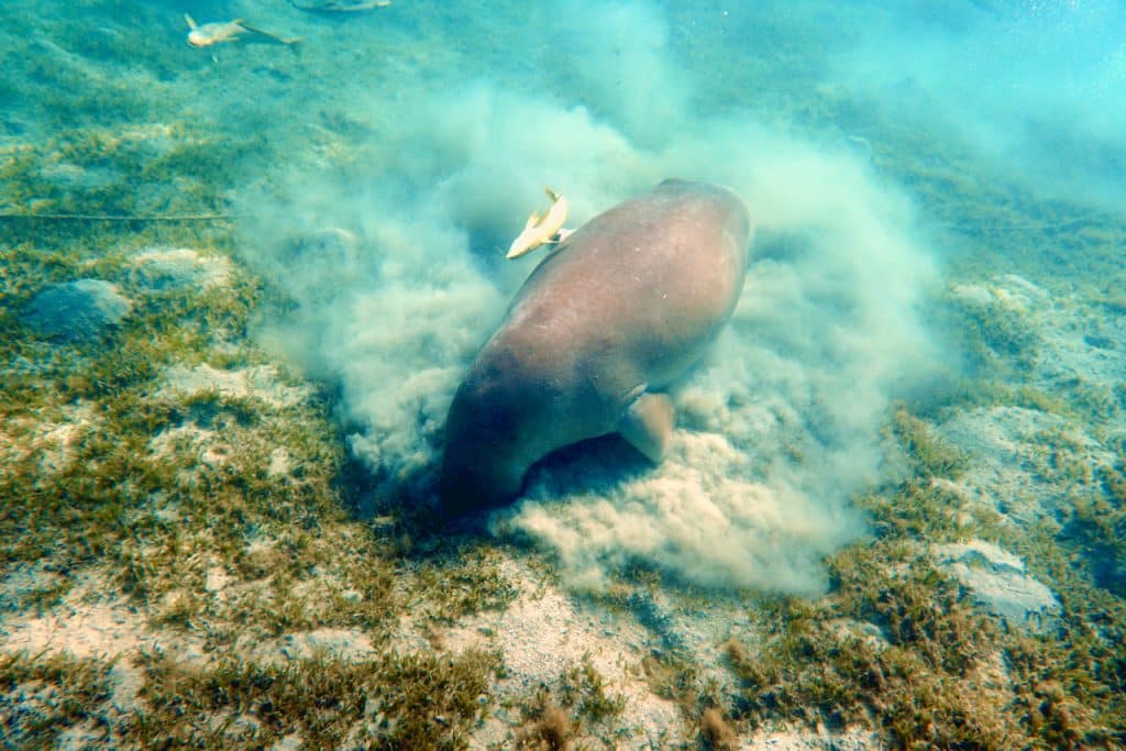 Und plötzlich taucht die Seekuh in der Ferne auf – der Dugong aus der Marsa Mubarak sitzt ganz entspannt vor uns auf dem Meeresgrund. Ganz entspannt durchwühlt sie den Sandboden nach Nahrung, während die Schiffshalterm sie teils umkreisen, teils an ihr sitzen. Wir schwimmen ganz vorsichtig heran, lassen uns über der Seekuh treiben und beobachten einfach nur, möglichst ohne den Meeressäuger bei Fressen von Seegras zu stören.
