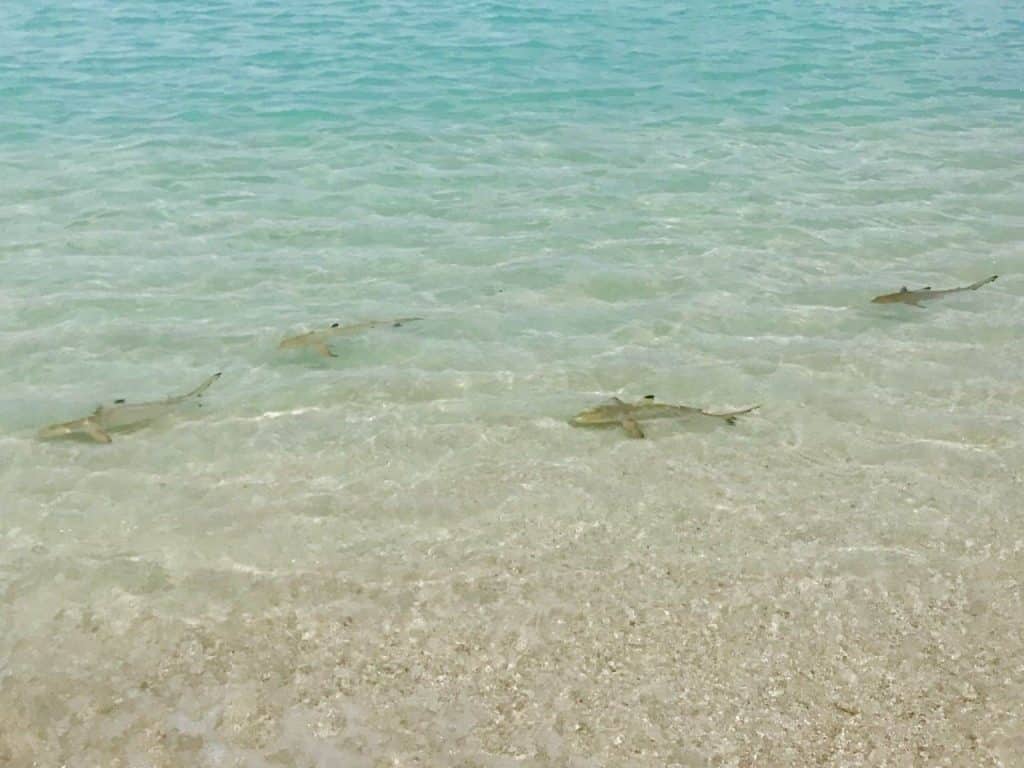 Haie auf den Malediven: Ein echtes Hai-Light sind die Baby-Blacktips in den Lagunen mancher Resort-Inseln. Foto: Sascha Tegtmeyer