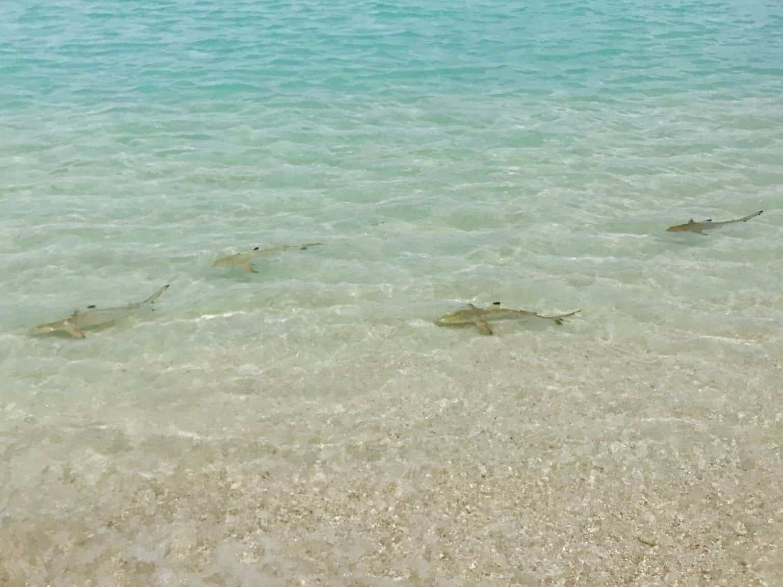 Hai-Arten auf den Malediven – gefährlich für Urlauber beim Schwimmen?