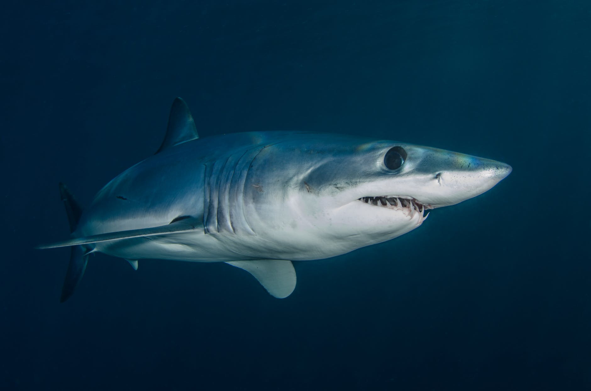 grey shark swimming in blue waters