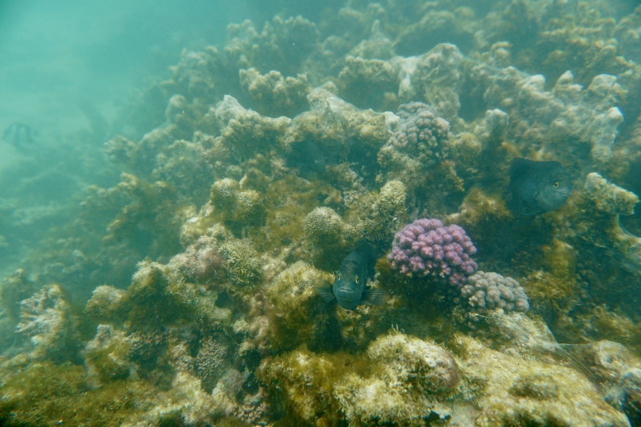 Das Wasser in den Lagunen der Insel kann manchmal durchaus etwas trüb sein – aber insgesamt ist das Schnorcheln auf Mauritius weltklasse. Foto: Sascha Tegtmeyer Schnorcheln Mauritius Erfahrungsbericht Tipps Erfahrungen