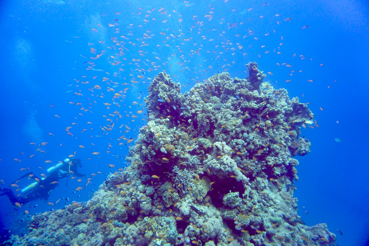 Bunte Korallen und tausende kleiner Fische – das Tauchen vor Soma Bay ist einfach herrlich. Foto: Sascha Tegtmeyer Scuba World Divers Soma Bay Tauchen Soma Bay Erfahrungen Erfahrungsbericht