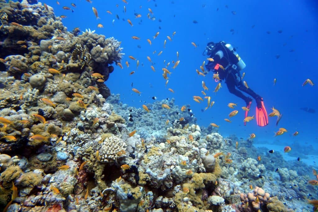 Tauchen und Schnorcheln gehören zu den beliebtesten Aktivitäten im Ägypten-Urlaub – die Unterwasserwelt des Roten Meeres ist einfach beeindruckend. Foto: Sascha Tegtmeyer