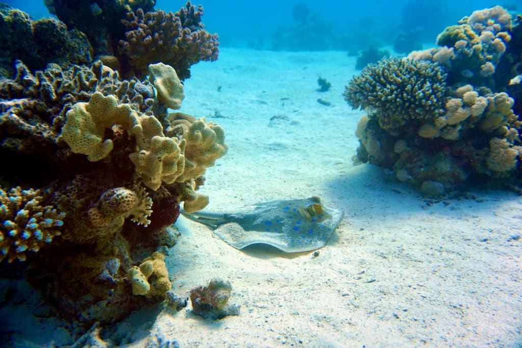 Einer der Höhepunkte war der Tauchplatz Abu Hashish Lagoon im Norden von Makadi Bay. Die Lagune bietet eine atemberaubende Unterwasserwelt mit farbenfrohen Korallen und einer großen Vielfalt an Fischarten.