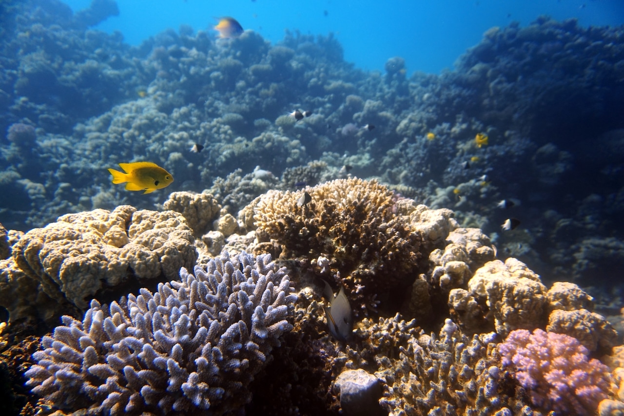 Bunte Fische und Korallen im relativ flachen Wasser – ein idealer Tauchgang nach drei Jahren Pause. Foto: Sascha Tegtmeyer