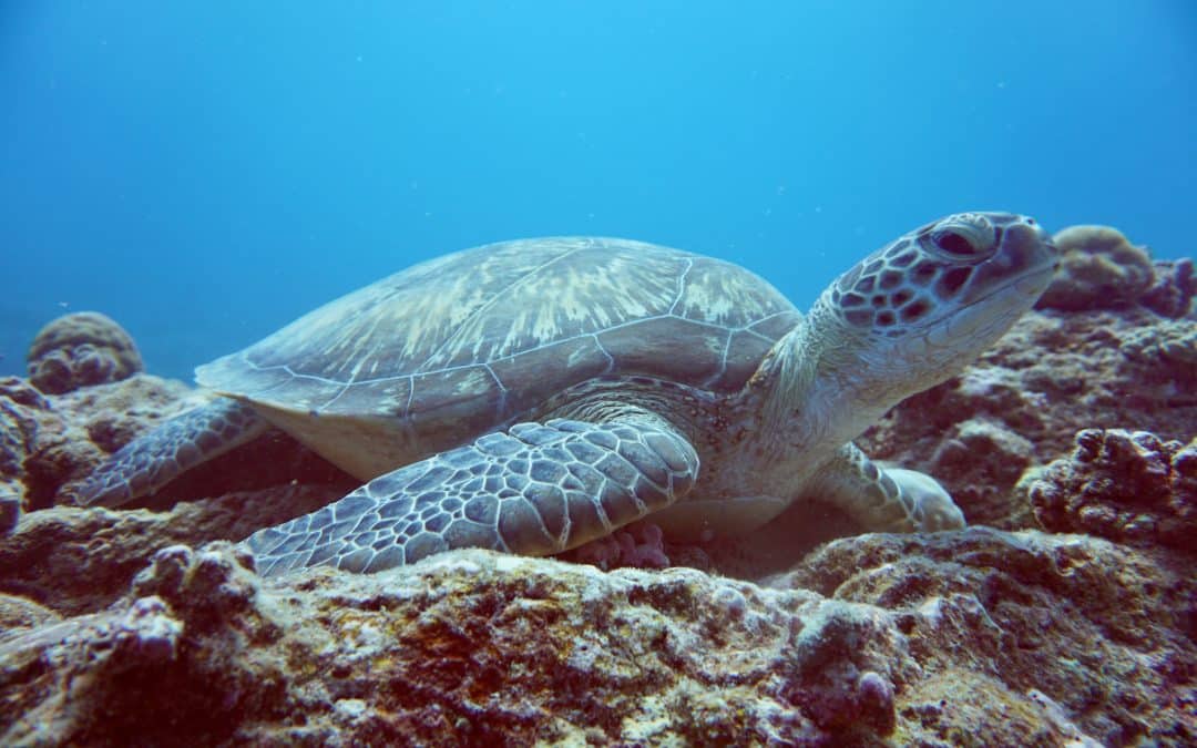 Tauchen auf Mauritius Erfahrungsbericht – Schildkröten an bunten Riffen