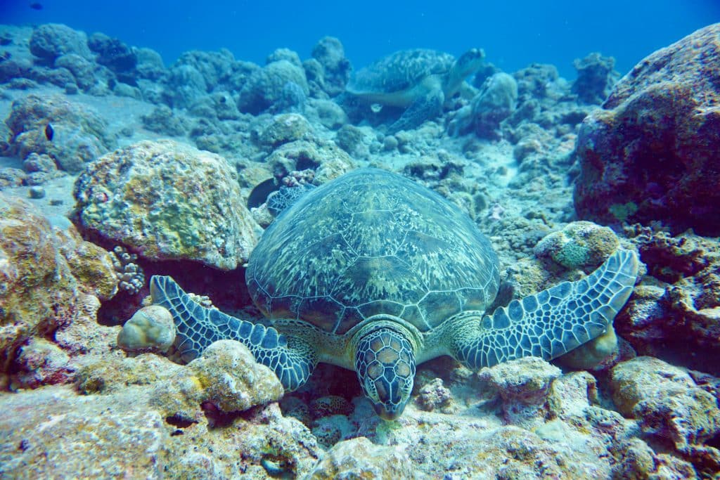 Zwei Schildkröten auf einem Foto – das habe ich vorher auch noch nicht geschafft. Foto: Sascha Tegtmeyer Tauchen auf Mauritius Erfahrungsbericht Tipps Erfahrungen