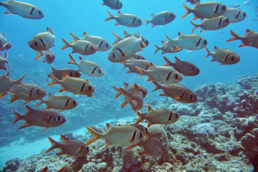 Die Korallenriffe rund um Mauritius sind ein wichtiger Lebensraum für eine Vielzahl von Meeresbewohnern, darunter bunte Korallen, tropische Fische, Rochen und Schildkröten. Tauchen auf Mauritius Erfahrungsbericht Tipps Erfahrungen