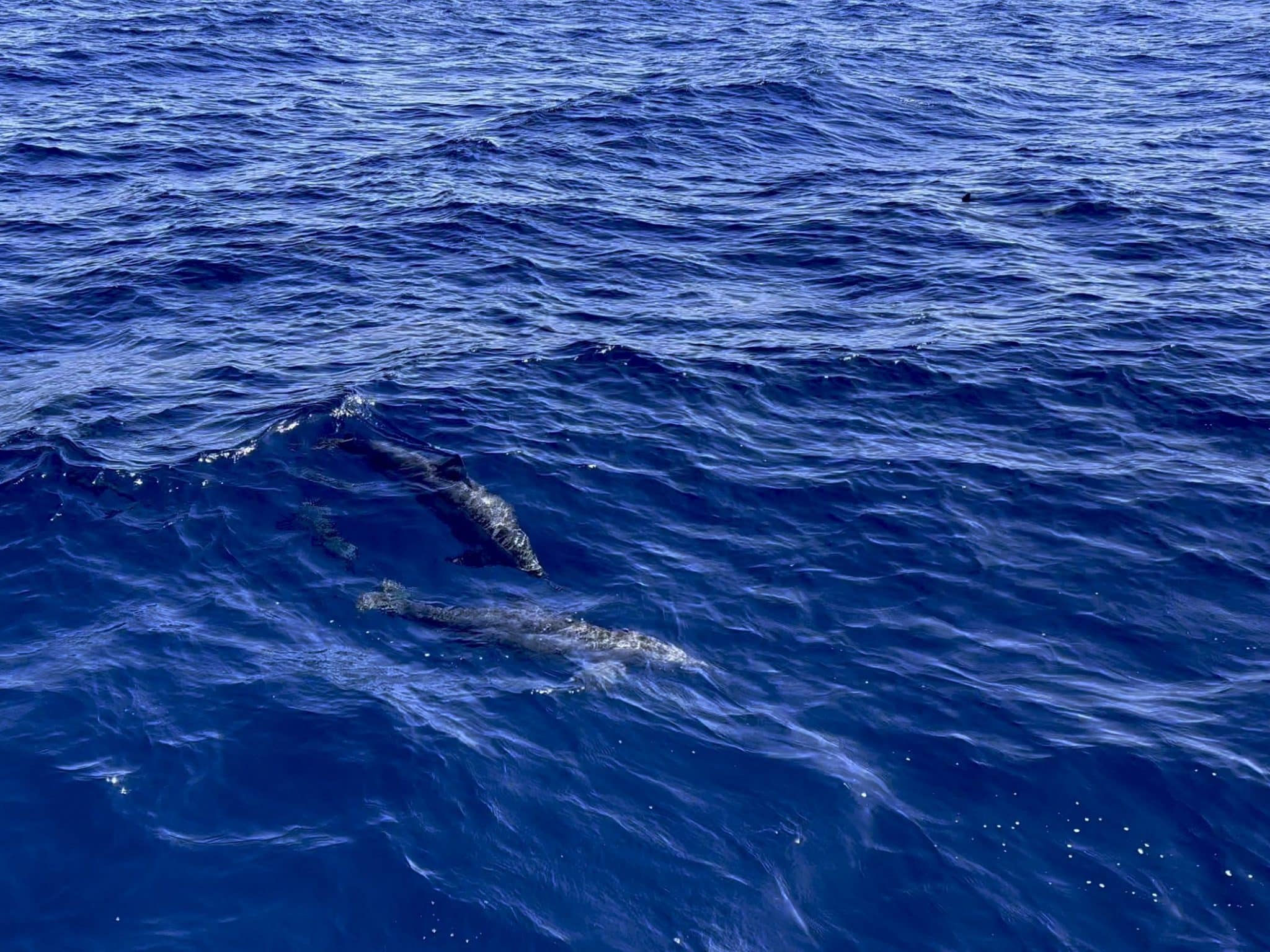 Eher selten ist auch das Schwimmen von Land aus mit Delfinen möglich. Um wirklich auf eine Gruppe von freilebenden Delfinen zu treffen, muss man jedoch oftmals etwas länger unterwegs sein und wirklich ein wenig Geduld mitbringen.