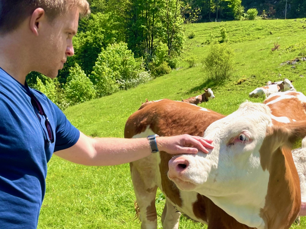 Meine neue, liebste Freizeitaktivität: Kühe streicheln. Reisebericht Fieberbrunn Pillerseetal Erfahrungen Tipps Sehenswürdigkeiten Aktivitäten