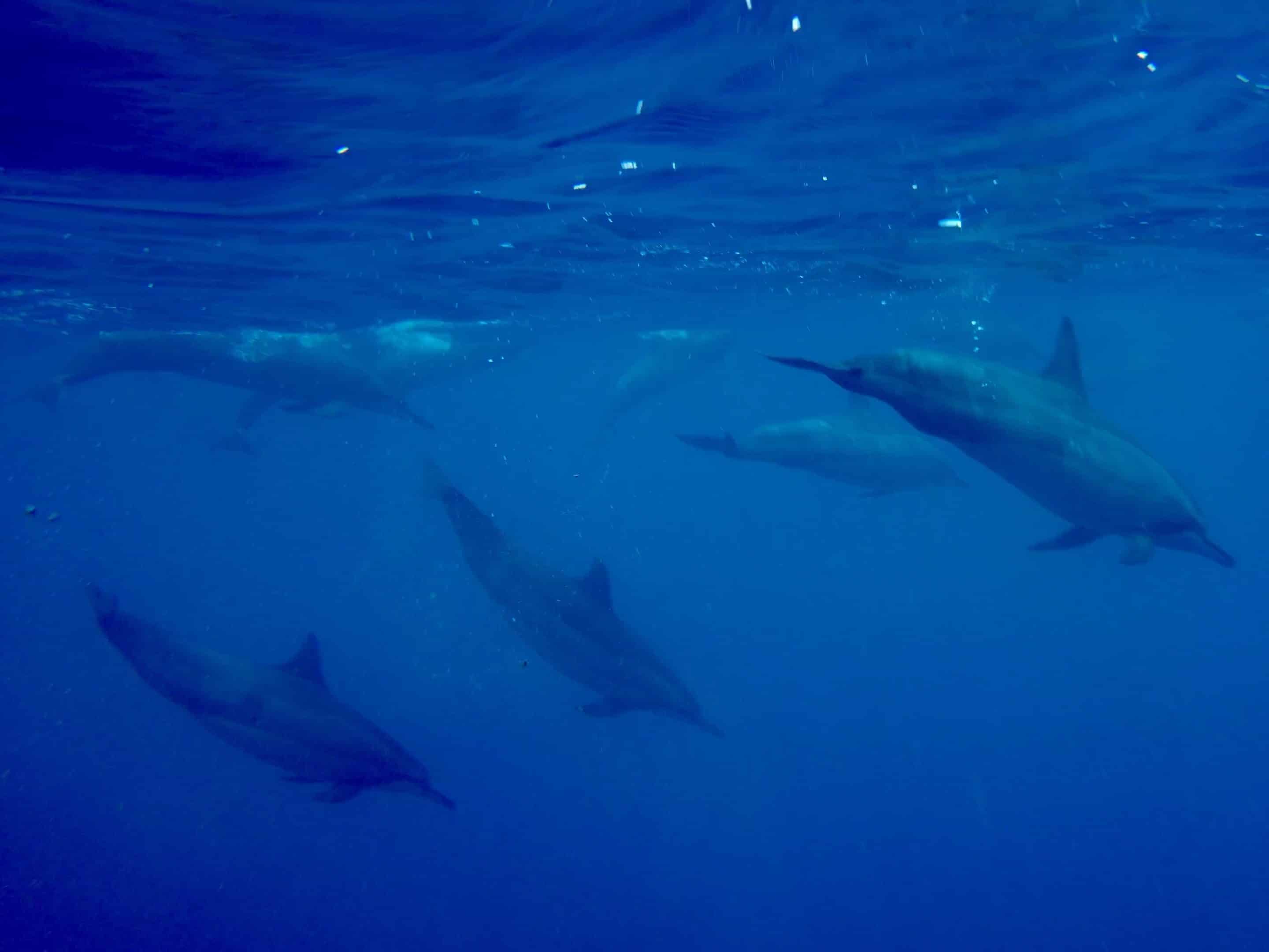 Keine Haie weit und bereit – aber eine Begegnung mit wilden Delfinen gehört zu den spektakulärsten Erlebnissen, die du auf Mauritius haben kannst. Foto: Sascha Tegtmeyer