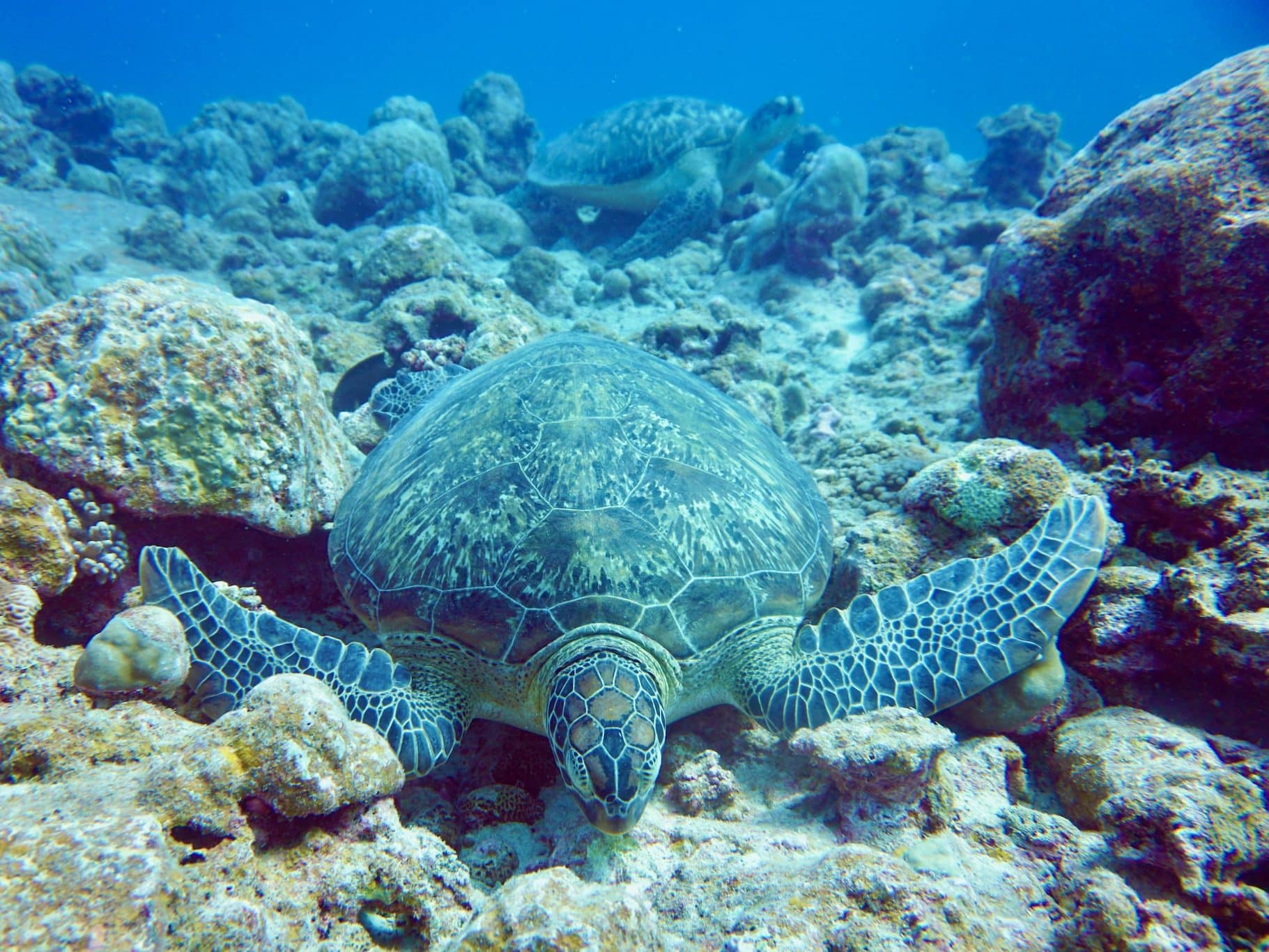 In der Unterwasserwelt von Mauritius wirst du viele Schildkröten sehen – sie sind praktisch überall. Um einen Hai vor der Küste von Mauritius zu sehen, musst du schon richtig viel Glück haben. Foto: Sascha Tegtmeyer
