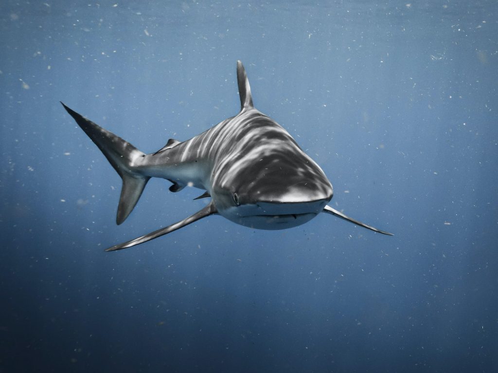 Haie können bis zu 3,5 Meter lang werden und gehören damit zu den größeren Haiarten. Ihr Ruf als einer der aggressivsten Haie hat sie in der öffentlichen Wahrnehmung berühmt-berüchtigt gemacht. Foto: Unsplash