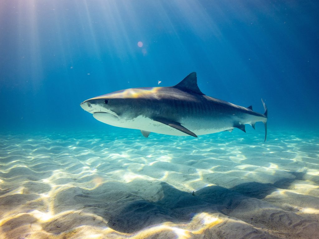 Weiße Haie, Bullenhaie und Tigerhaie (im Bild) sind am ehesten gefährlich für den Menschen. Foto: Unsplash
