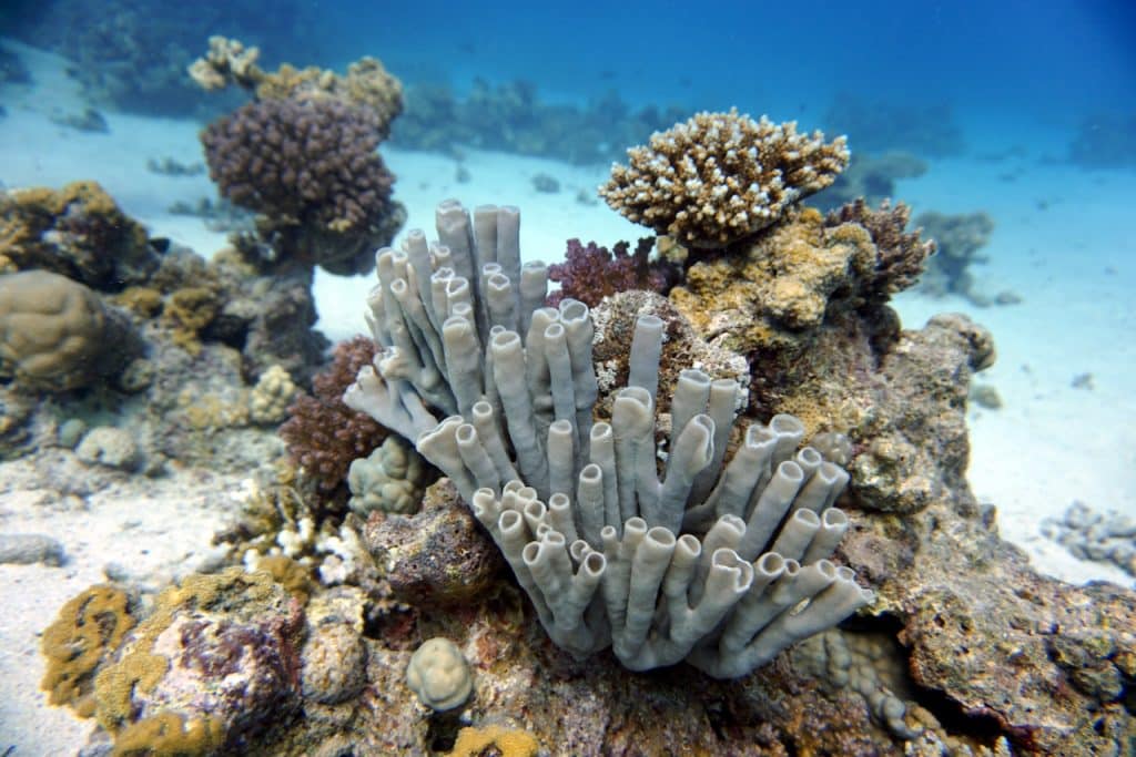 Korallen sind keine Pflanzen, sondern Lebewesen – sie gehören zum Tierreich des Roten Meeres.