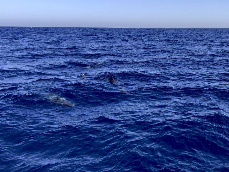 Das Schwimmen mit wilden Delfinen auf Mauritius ist eine der beliebtesten Aktivitäten auf der Insel. Jeden Morgen fahren zahlreiche Boote von verschiedenen Orten aus, um die intelligenten Meeressäuger zu finden und Touristen die Möglichkeit zu geben, mit ihnen zu schnorcheln. Foto: Sascha Tegtmeyer