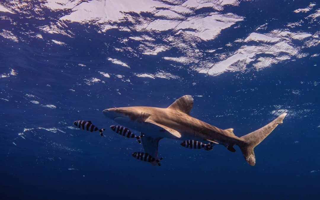 Hai-Arten im Roten Meer – gefährlich für Urlauber beim Schwimmen?