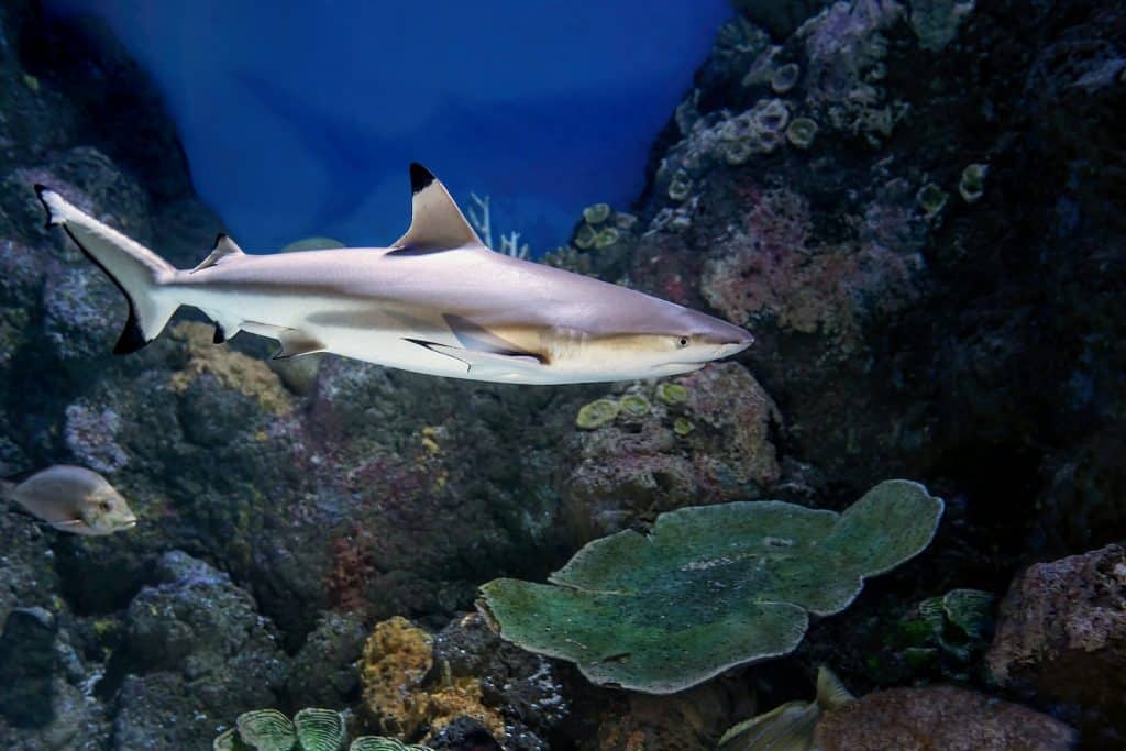 a large white shark swimming over a coral reef