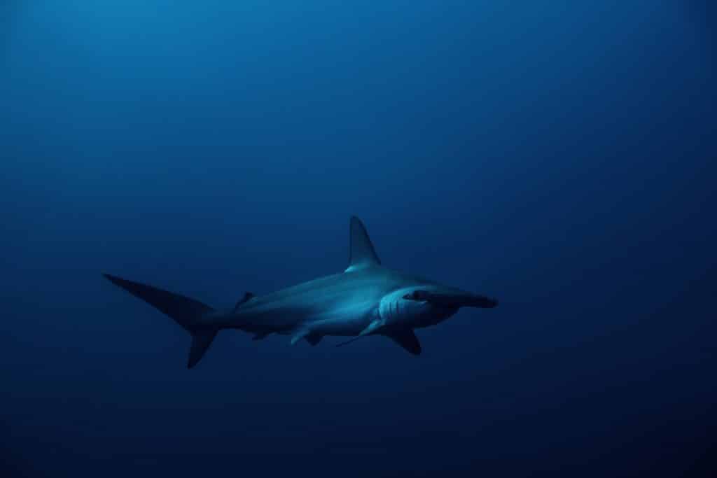 Was sich Mutter Natur wohl dabei gedacht hat – der Hammerhai ist meiner Meinung nach eine der schönsten Hai-Arten im Roten Meer. Man kann ihn etwa am Daedalus Reef sehen. 