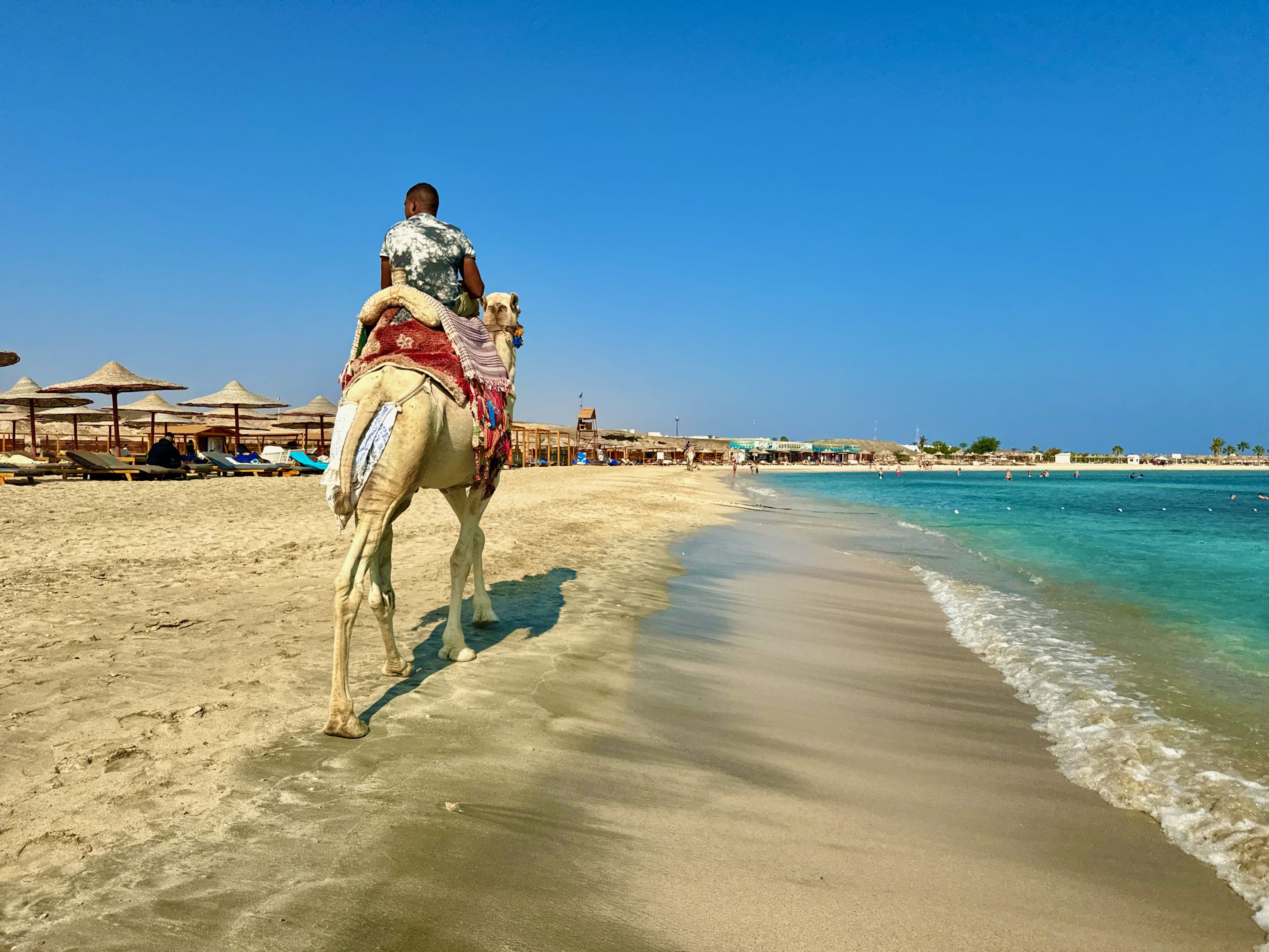Am Strand von Abu Dabbab sitzen selbstverständlich auch ein paar Kamele, auf denen du bei Bedarf eine Runde drehen kannst. Foto: Sascha Tegtmeyer