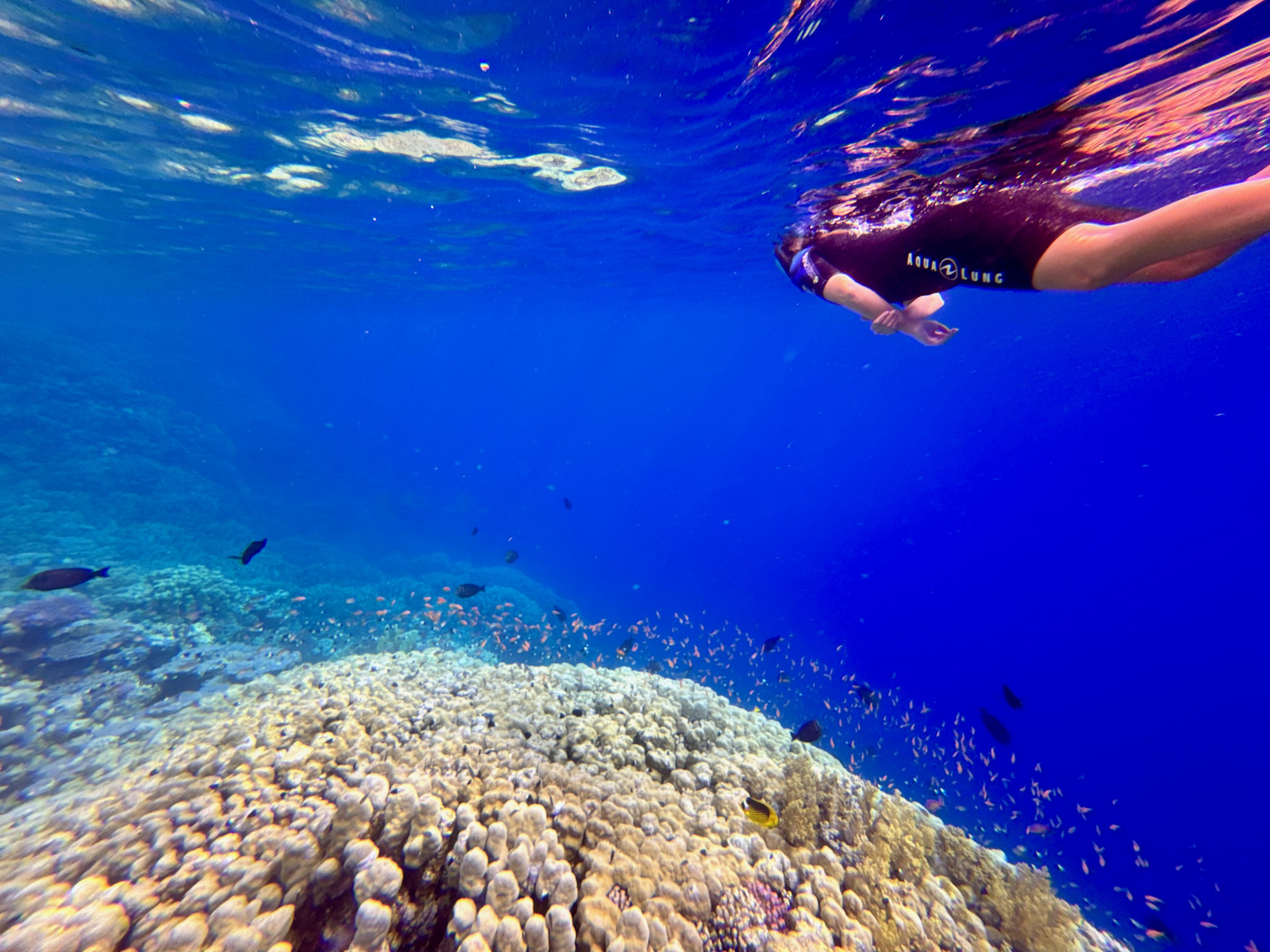 Beim Schnorcheln kannst du das Riff von Abu Dabbab entdecken. Foto: Sascha Tegtmeyer Hilton Marsa Alam Nubian Resort Erfahrungen Bewertungen
