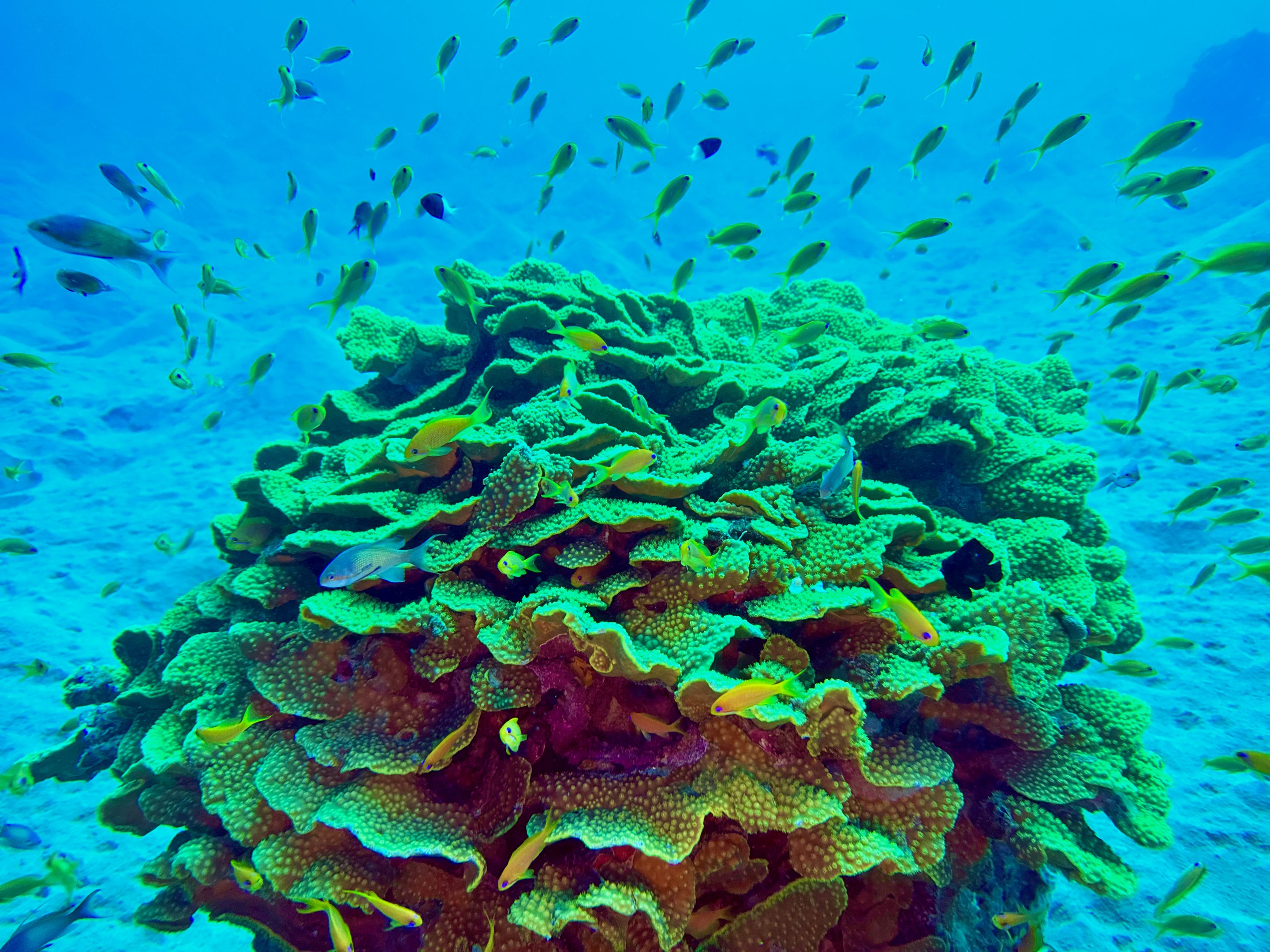 Abu Dabbab bietet eine unheimlich beeindruckende Unterwasserwelt mit bunten Korallen, unzähligen Fischen und Schildkröten.