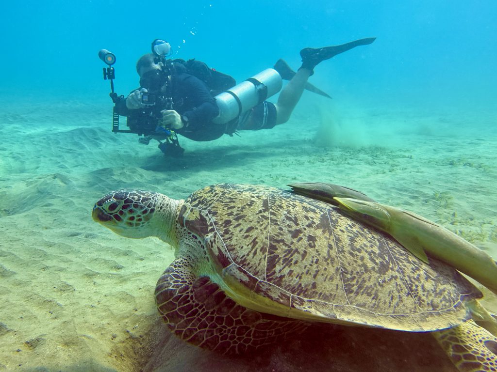 Insbesondere beim Tauchen kannst du Schildkröten im Roten Meer besonders nahe kommen. Foto: Sascha Tegtmeyer