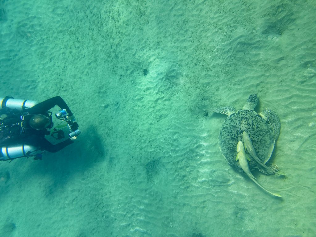 Beim Tauchen kannst du Schildkröten im Roten Meer besonders nahe kommen. Foto: Sascha Tegtmeyer