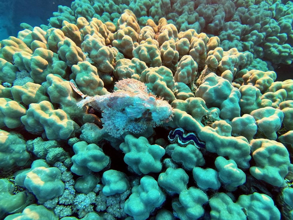 Ein weiterer Skorpionfisch, der auf einer Koralle auf Beute lauert. Große Vorsicht vor diesen Fischen. Foto: Sascha Tegtmeyer