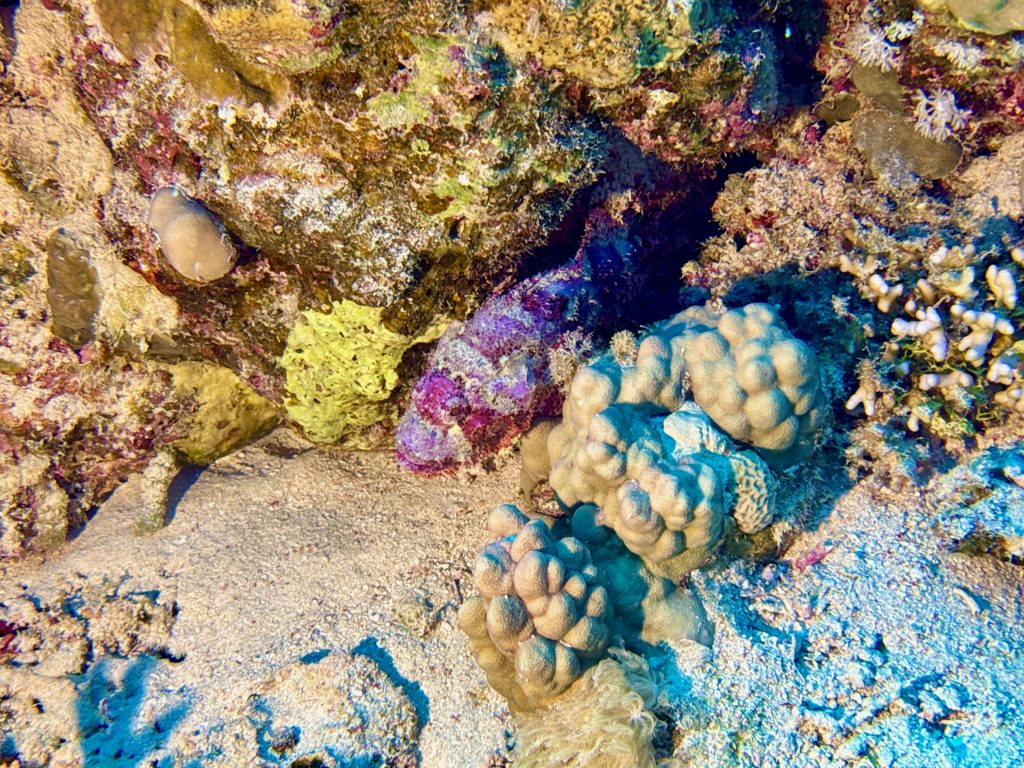 Wunderschön und hochgifitig – ein Skorpionfisch am Riff in Ägypten. Wenn du ihn versehentlich berührst, hast ein Problem. Foto: Sascha Tegtmeyer