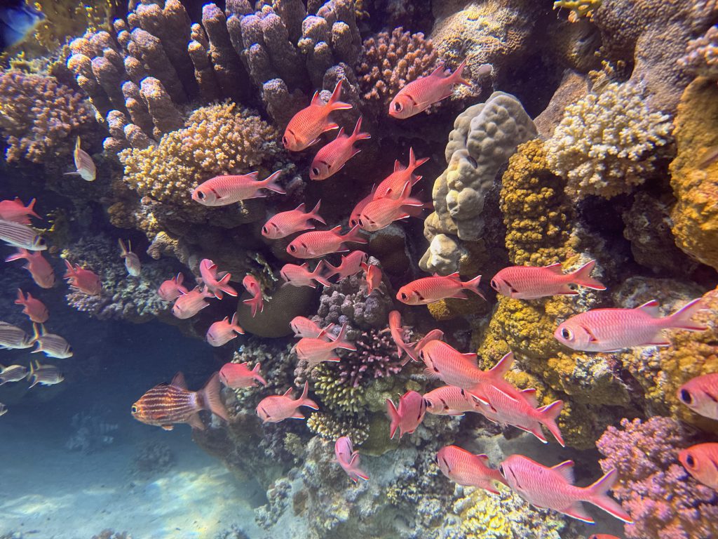 Prächtige Unterwasserwelt – direkt am Strand von Abu Dabbab beginnt ein wunderschönes, buntes Korallenriff mit Millionen von Fischen. Foto: Sascha Tegtmeyer