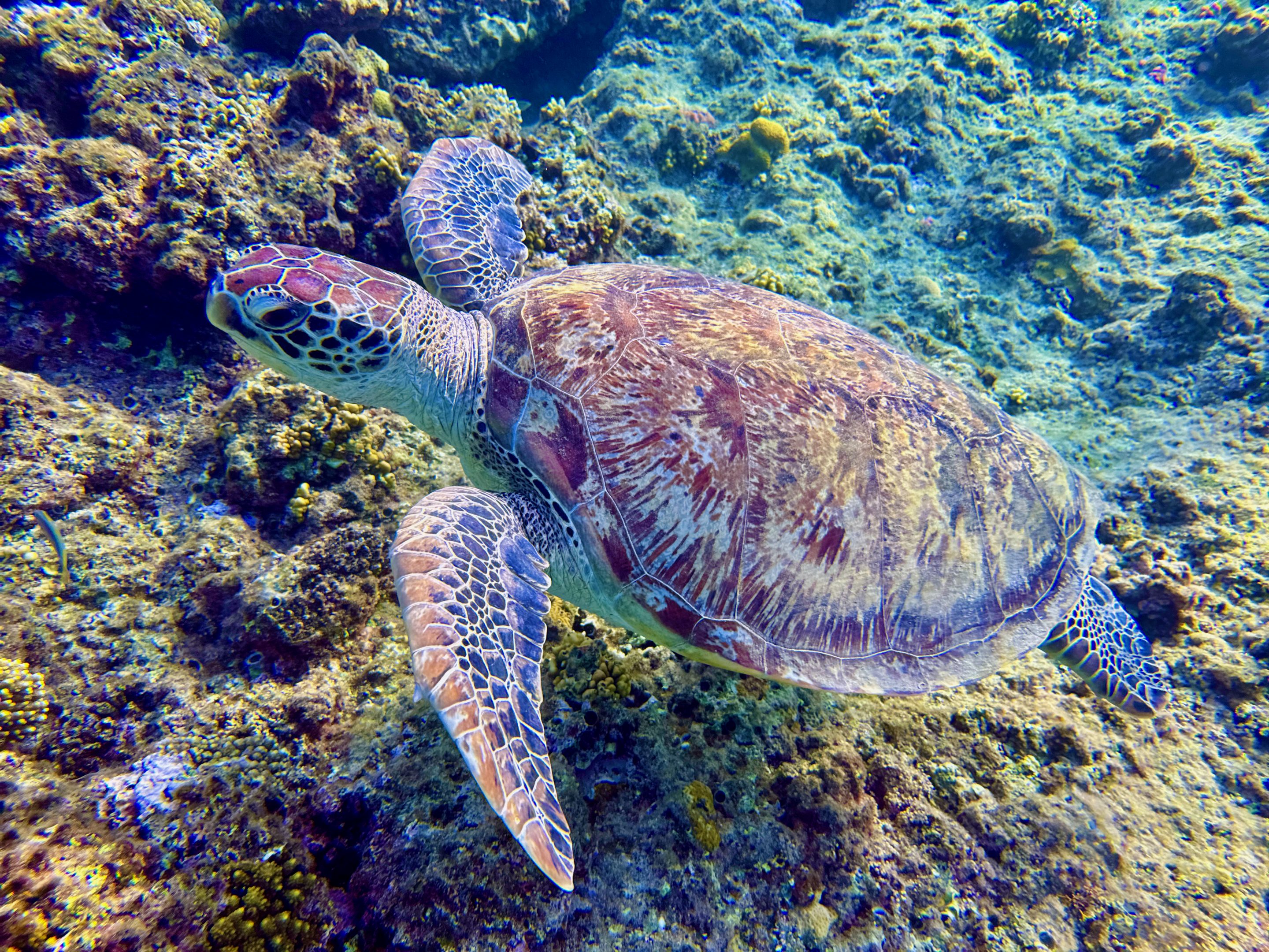 Drei Arten von Meeresschildkröten kommen in Ägypten besonders häufig vor. Im Bild: eine Unechte Karettschildkröte. Foto: Sascha Tegtmeyer