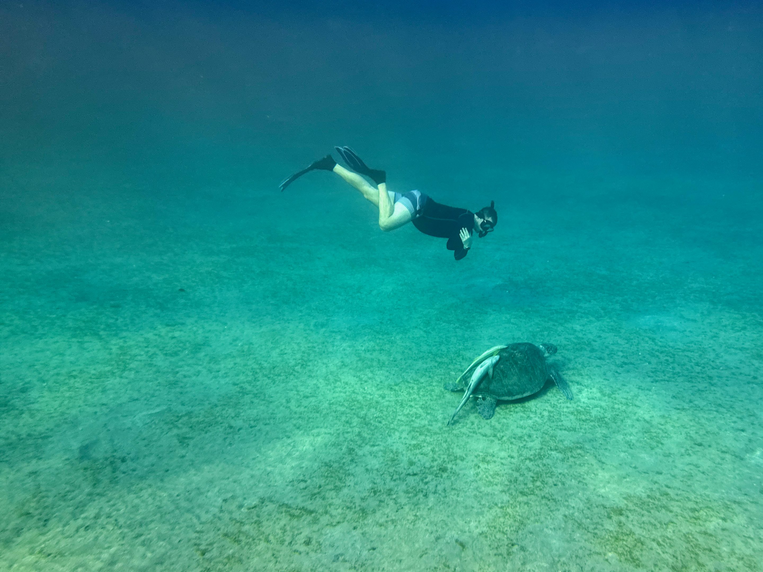 Auf der Seegraswiese in der Mitte der Bucht sitzen die Schildkröten. Foto: Sascha Tegtmeyer