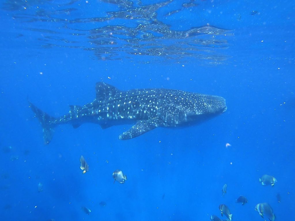 Südostasien ist ein Traumziel für alle, die die bunte und lebendige Unterwasserwelt lieben. In den Gewässern Thailands leben viele verschiedene Hai-Arten, die man beim Schwimmen, Tauchen oder Schnorcheln antreffen kann. Viele Urlauber fragen sich daher: Welche Hai-Arten in Thailand gibt es? Wie gefährlich sind die Raubfische, wenn ich baden oder schwimmen gehen möchte? Ich hatte selbst in Thailand eine der spektakulärsten Hai-Begegnungen meines Lebens – und habe dir die wichtigsten Informationen rund um die Raubfische in Thailand zusammengestellt.