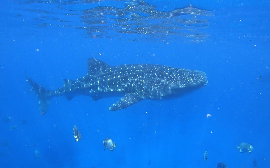 Hai-Arten in Thailand – gefährlich für Urlauber beim Schwimmen?