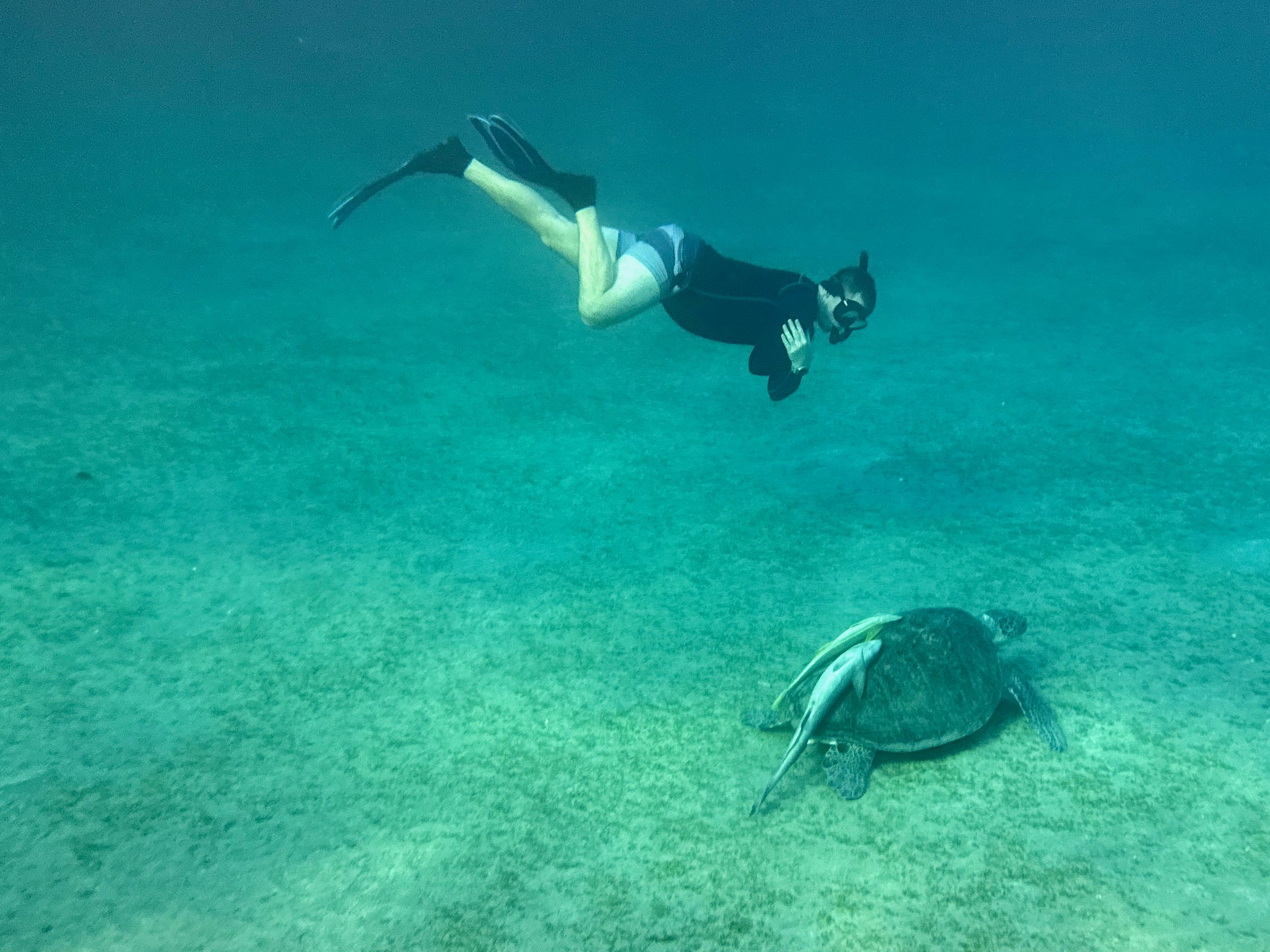 Jede Begegnung mit Schildkröten im Roten Meer fasziniert mich auf's Neue. Foto: Sascha Tegtmeyer