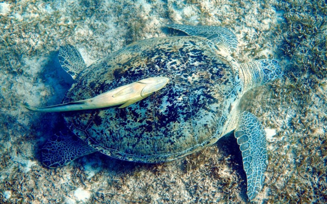 Schildkröten im Roten Meer in Ägypten – Wo kannst du sie sehen?